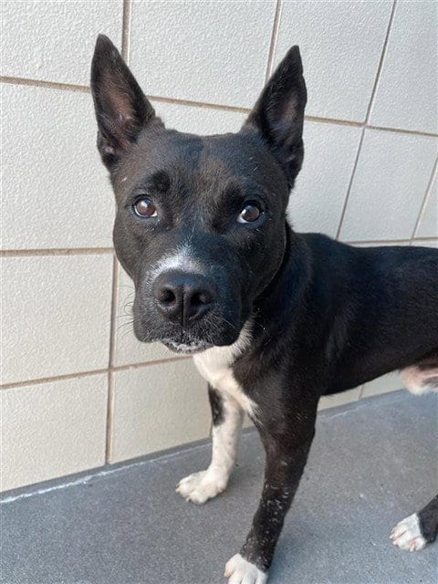Photo of Jumper, adoptable American Pit Bull Terrier in Corpus Christi, Texas