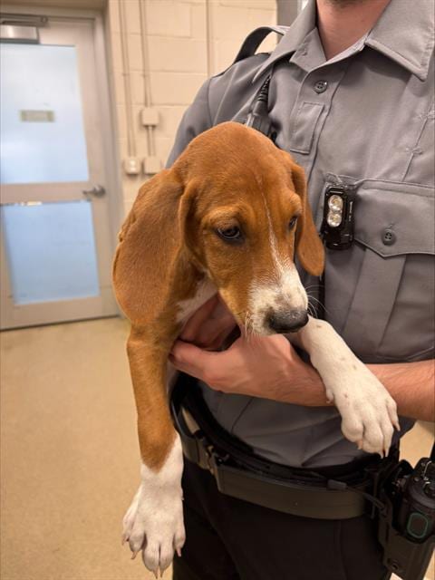 Photo of Biscuit, adoptable Treeing Walker Coonhound in Grand Prairie, Texas