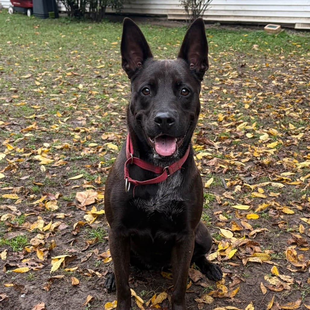Photo of Tucker, adoptable Cattle Dog / Mix in Riverwoods, Illinois
