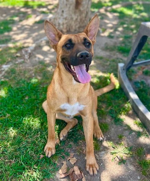 Photo of Pip, adoptable German Shepherd Dog in Riverside, California