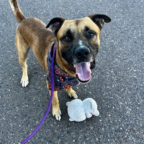 Photo of Robin Hood, adoptable German Shepherd Dog in Phoenix, Arizona