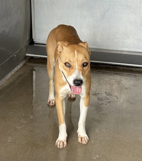 Photo of Natalie, adoptable German Shepherd Dog in San Bernardino, California