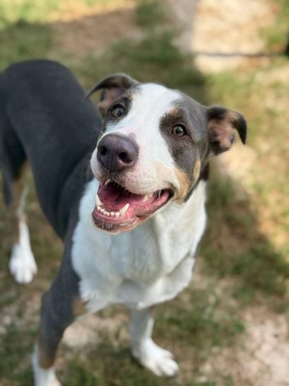 Photo of Chapman, adoptable dog in Atlanta, Georgia
