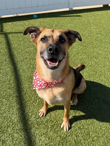 Photo of Penny, adoptable German Shepherd Dog mix