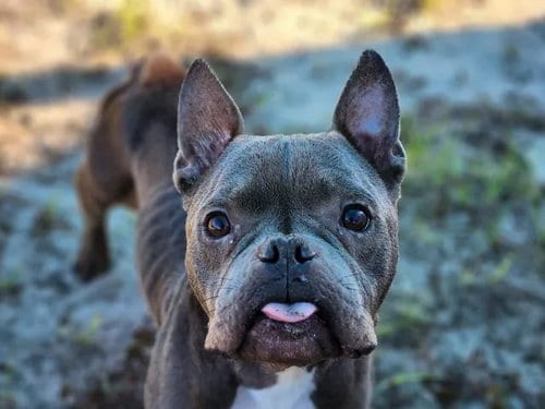 Photo of Potion, adoptable French Bulldog in Ocala, Florida