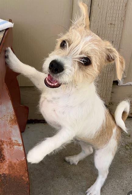 Photo of Arthur, adoptable Terrier in Santa Cruz, California