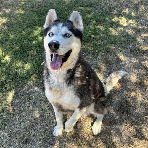 Photo of Charles, adoptable Siberian Husky in Riverside, California