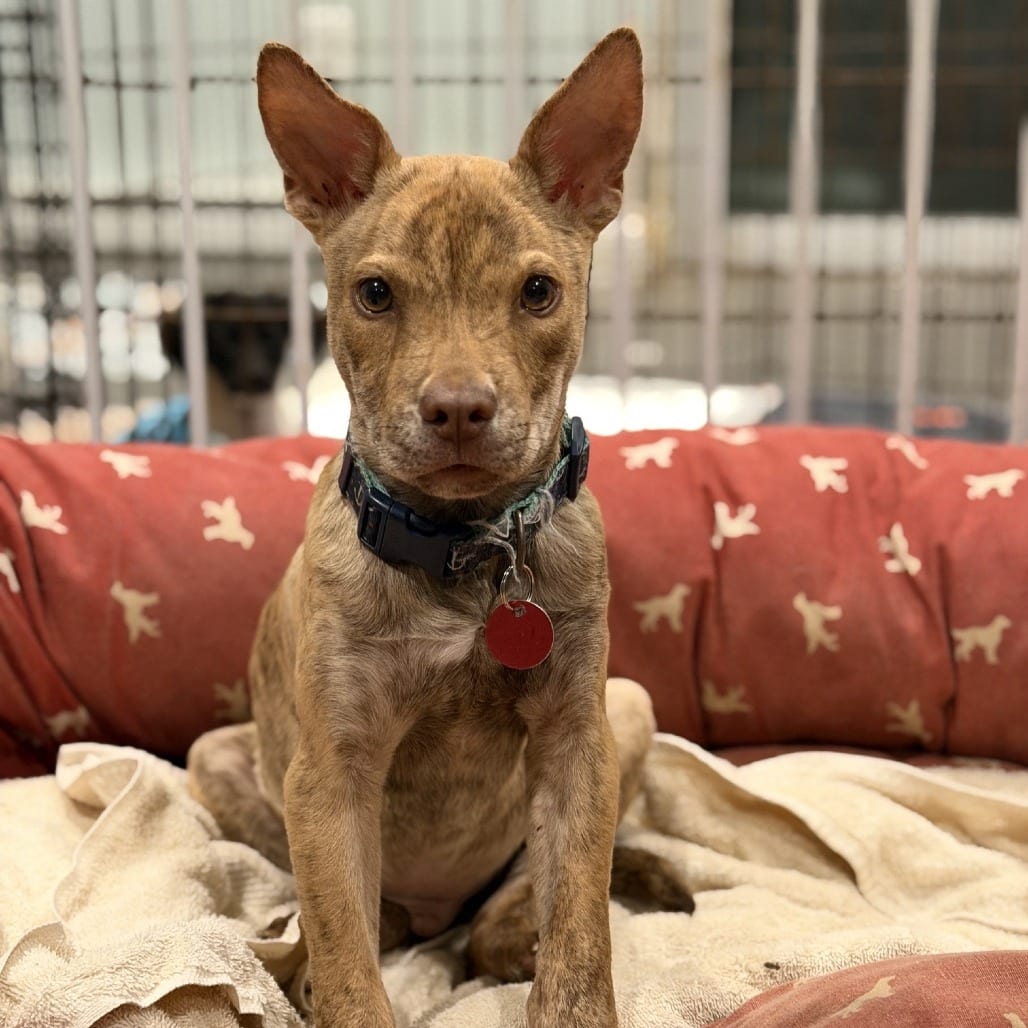 Photo of Dingo, adoptable Mixed Breed (Small) in St. Louis, Missouri