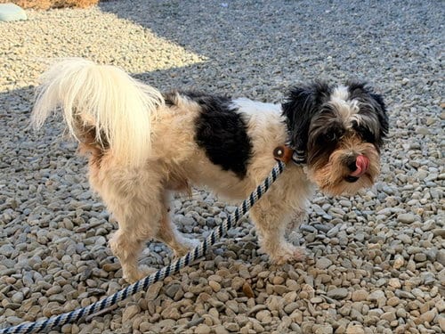 Photo of Chacorta, adoptable Shih Tzu in Santa Cruz, California