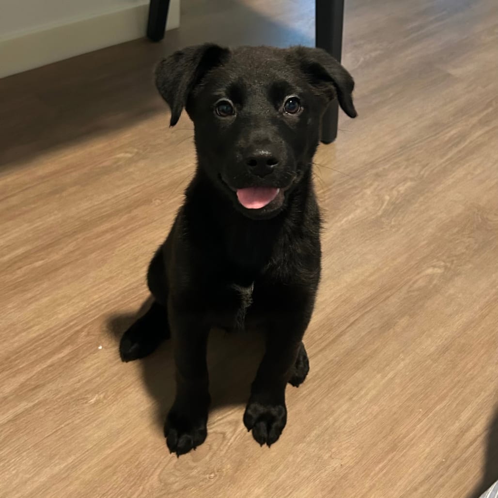 Photo of Gilly, adoptable Retriever, Black Labrador / Mixed Breed (Medium) in Raleigh area, North Carolina