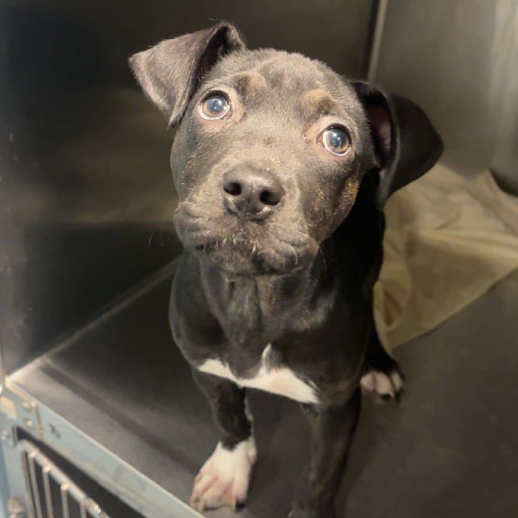Photo of Eden, adoptable Mixed Breed (Medium) in Chattanooga, Tennessee