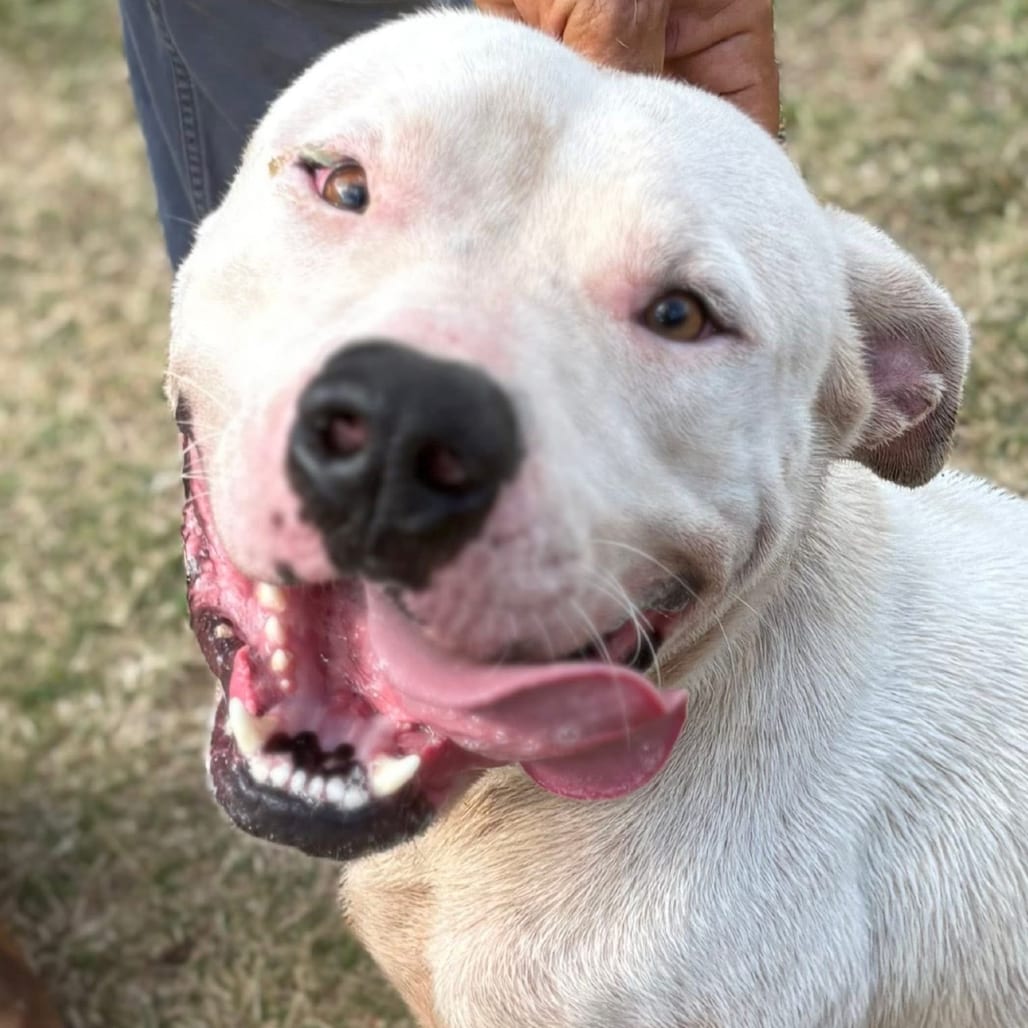 Photo of Franklin, adoptable Terrier / Mix in Marshall, Texas
