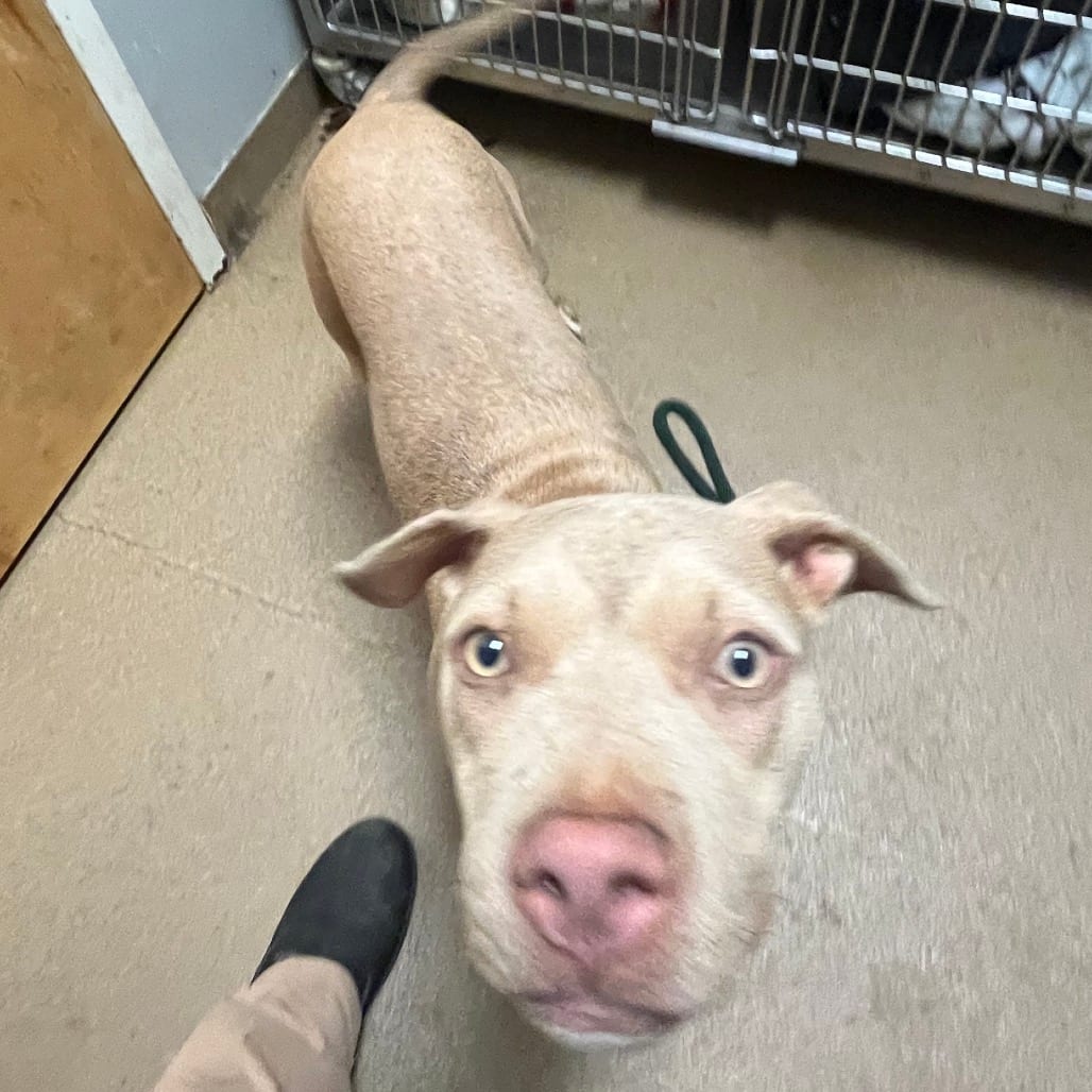 Photo of Riven, adoptable Mixed Breed (Medium) in Chattanooga, Tennessee