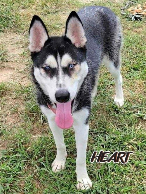 Photo of Nika, adoptable Siberian Husky in Severn, Maryland