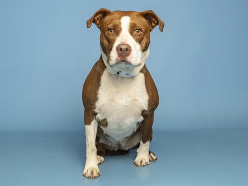 Photo of Athena, adoptable American Pit Bull Terrier in Phoenix, Arizona