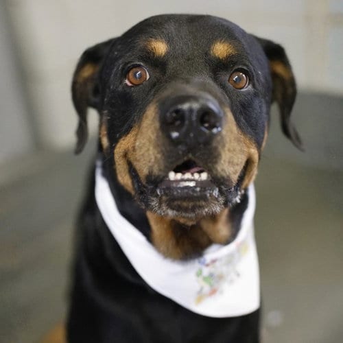 Photo of Brutus, adoptable Rottweiler in San Antonio, Texas