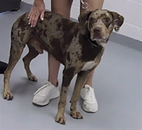 Photo of Guppy, adoptable Catahoula Leopard Dog in St. Cloud, Florida