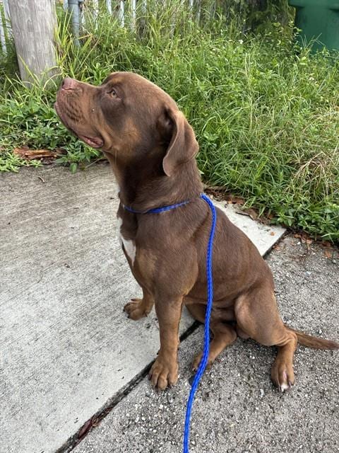 Photo of Rocky, adoptable Terrier mix in Miami, Florida