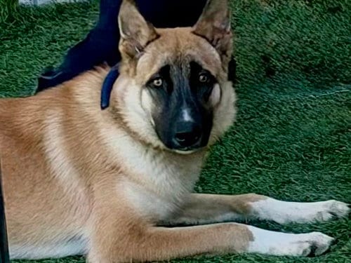 Photo of Atreides, adoptable Belgian Shepherd Malinois in Gardena, California