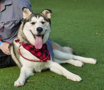 Photo of Jade, adoptable Siberian Husky/German Shepherd