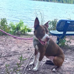 Photo of Moxie, adoptable Mixed Breed (Medium) in Columbus, North Carolina