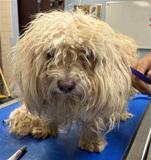 Photo of Guava, adoptable Maltese in Phoenix, Arizona