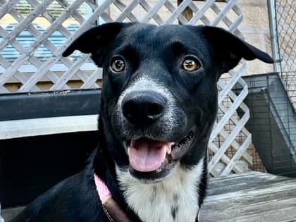 Photo of Meadow, adoptable dog in Georgetown, Texas