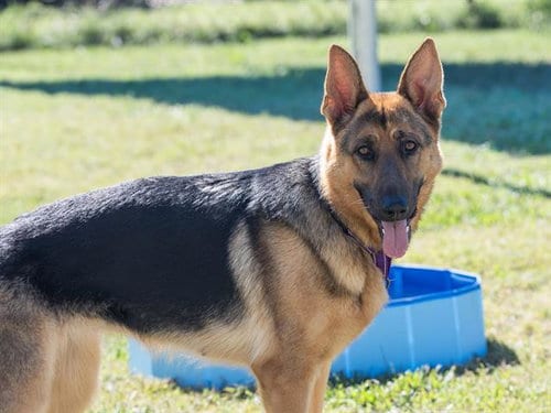 Photo of Koda, adoptable German Shepherd Dog in Haw River, North Carolina