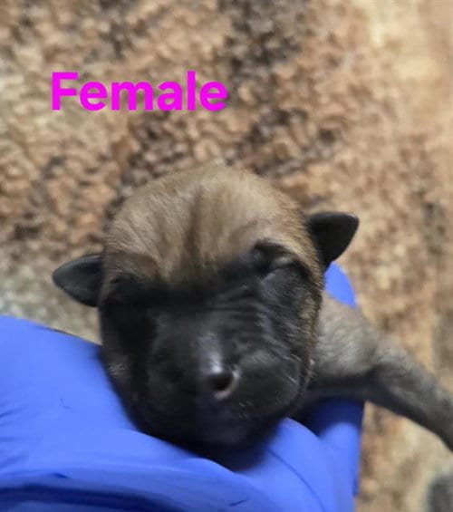 Photo of Rescue Only Nursing, adoptable German Shepherd Dog in HESPERIA, California