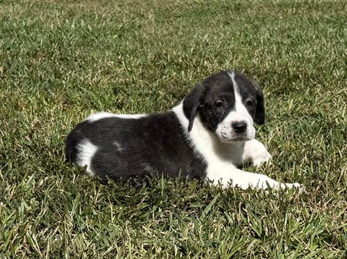 Photo of Casper - Halloween Litter, adoptable Anatolian Shepherd in Holly Springs, North Carolina