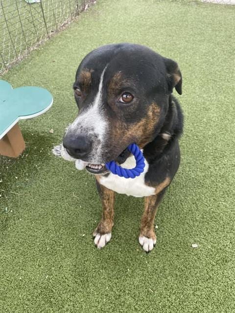 Photo of Eeyore, adoptable American Pit Bull Terrier in Pasadena, Texas