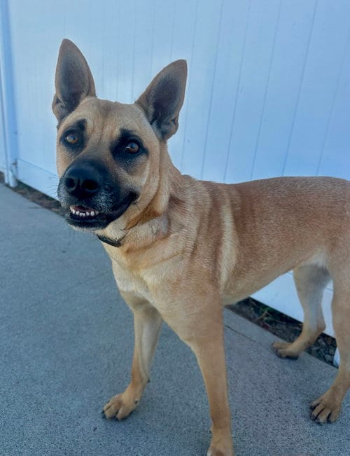 Photo of Sadie, adoptable German Shepherd Dog in Newport Beach, California