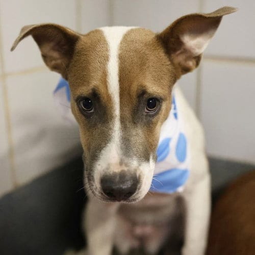 Photo of Girly, adoptable American Staffordshire Terrier in San Antonio, Texas