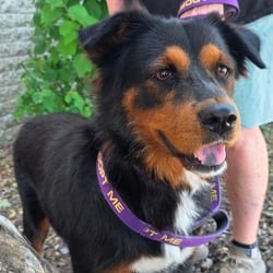 Photo of Delilah JuM, adoptable Australian Shepherd Australian Kelpie in Hartford, Connecticut