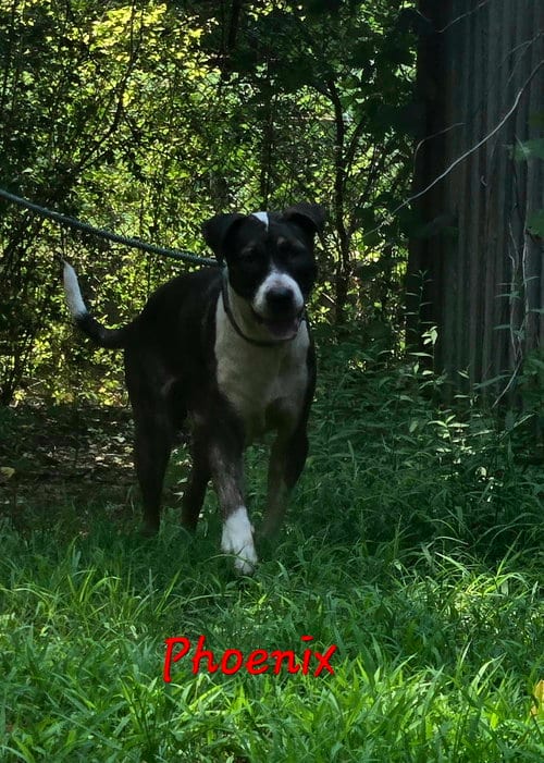 Photo of Phoenix, adoptable Hound in Jackson, Mississippi