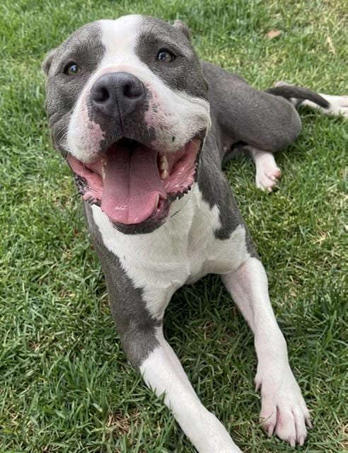 Photo of Bella, adoptable Pit Bull Terrier in Riverside, California