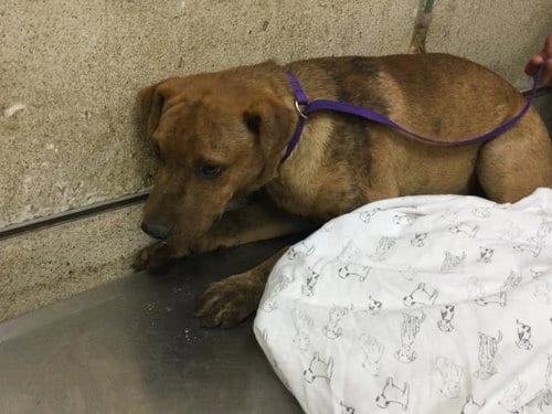 Photo of Peanut, adoptable Chinese Shar-Pei in Riverside, California