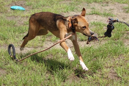 Photo of Jolene, adoptable American Pit Bull Terrier in Ocala, Florida