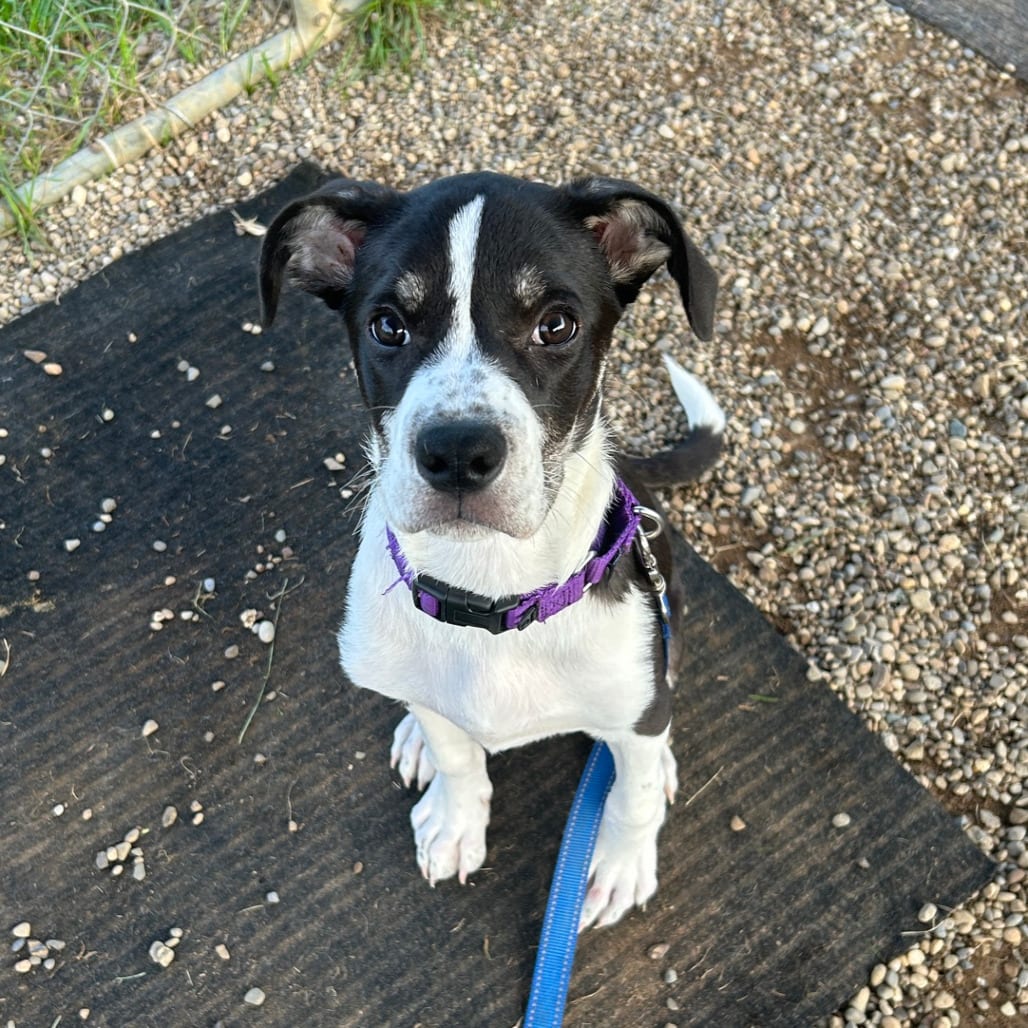Photo of Taffy, adoptable Mixed Breed (Large) in Berea, Ohio