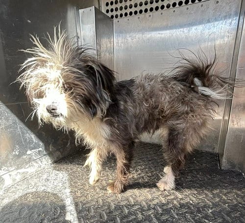Photo of A128551, adoptable Cairn Terrier in HESPERIA, California