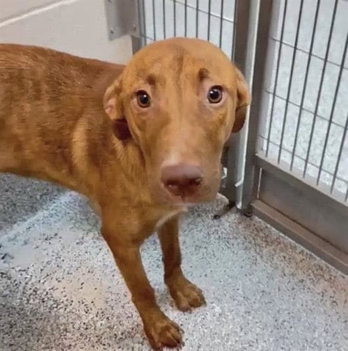 Photo of Christina, adoptable Labrador Retriever in Houston, Texas