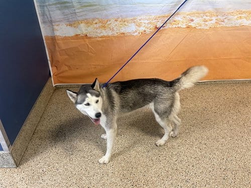 Photo of Uma, adoptable Siberian Husky in Miami, Florida