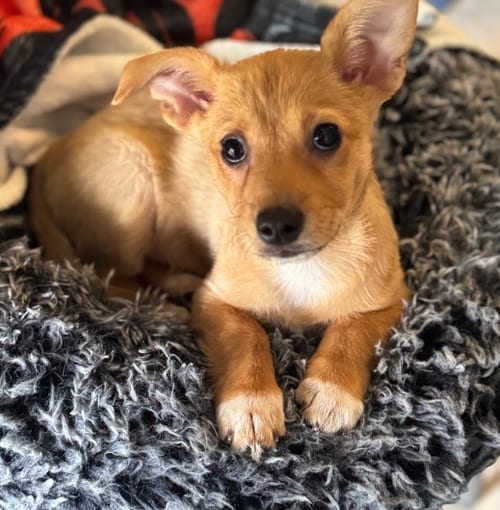Photo of Fizzy, adoptable Chihuahua in Brooklyn Center, Minnesota