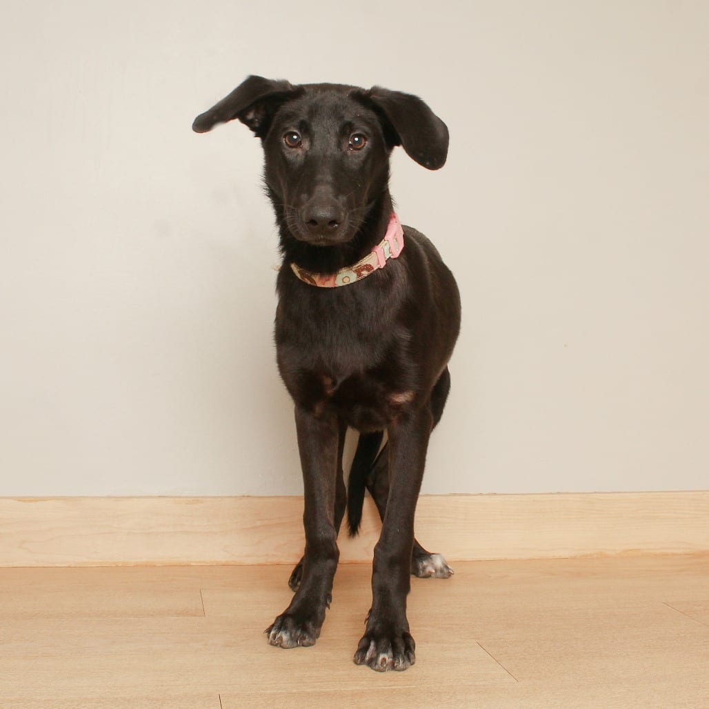 Photo of Justice** D70556, adoptable Retriever, Black Labrador / Mixed Breed (Medium) in Minnesota, Minnesota