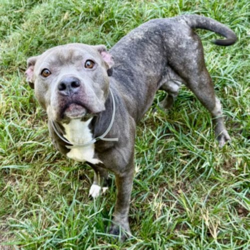 Photo of September, adoptable Staffordshire Bull Terrier in Houston, Texas