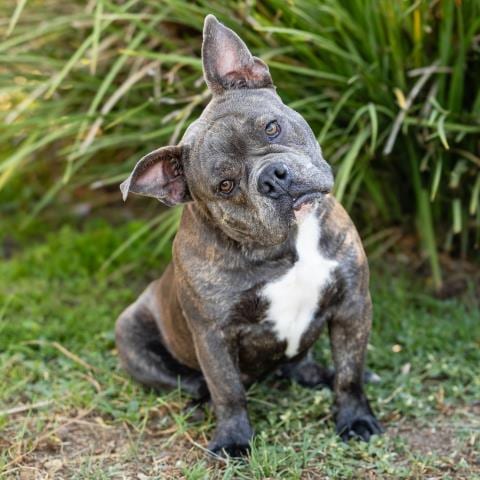 Photo of Swiftie, adoptable Staffordshire Bull Terrier in Camarillo, California
