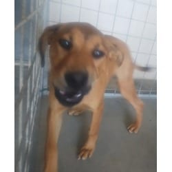 Photo of Obi, adoptable Mixed Breed (Medium) in Baton Rouge, Louisiana