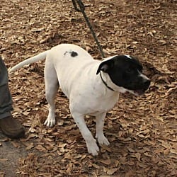 Photo of Poppie, adoptable American Bulldog in Framingham, Massachusetts