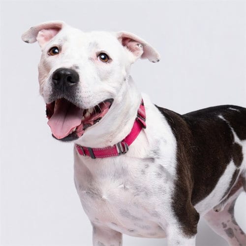 Photo of Petey, adoptable Pit Bull Terrier in Pearland, Texas