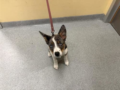 Photo of Sabrina, adoptable Australian Shepherd in Orange, California
